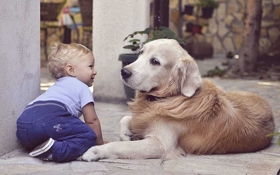 A relação do bebê com os animais